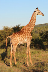 Giraffe / Giraffe / Giraffa camelopardalis