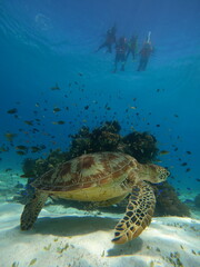 Obraz premium green sea turtle