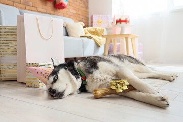 Cute husky dog in party hat with candy bone at home. Birthday celebration