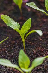 Pepper plantlets in peat tray in greenhouse macro selective focus on some shoots