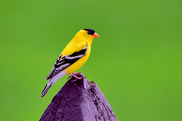 American goldfinch perched on a brown fence post