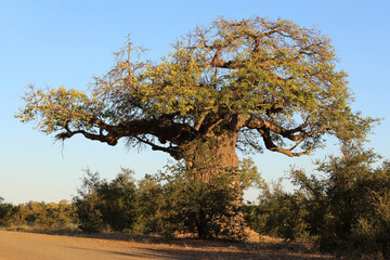 Affenbrotbaum / Baobab / Adansonia digitata