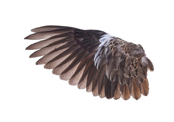 Brown wing feathers of bird on transparent png