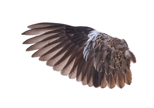 Brown wing feathers of bird on transparent png