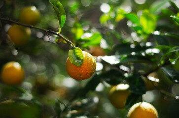 ramas de árbol de naranjo con Naranjas maduras y frescas con gotas de lluvia resplandecientes en...