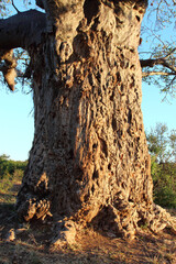 Affenbrotbaum / Baobab / Adansonia digitata