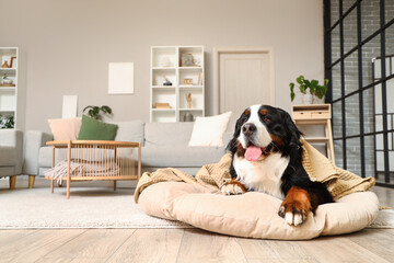 Cute Bernese mountain dog with plaid lying on pouf at home