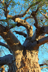 Affenbrotbaum / Baobab / Adansonia digitata