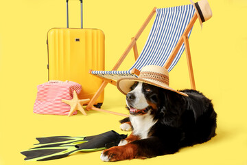 Cute Bernese mountain dog with beach accessories on yellow background