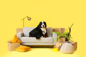 Cute Bernese mountain dog with moving boxes lying on sofa against yellow background