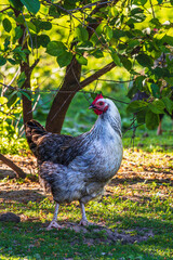 white loose chicken outdoor in the grass