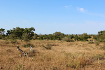 Afrikanischer Busch - Krügerpark - Südafrika / African Bush - Kruger Park - South Africa /