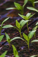 Pepper plantlets in peat tray in greenhouse macro selective focus on some shoots