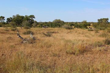 Afrikanischer Busch - Krügerpark - Südafrika / African Bush - Kruger Park - South Africa /