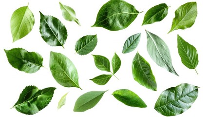 Fototapeta premium nature botanical leaves on isolated backgrounds