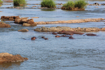 Flußpferd / Hippopotamus / Hippopotamus amphibius