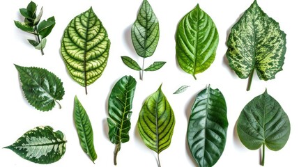 nature botanical leaves on isolated backgrounds