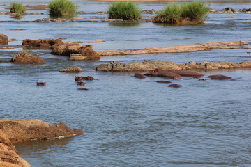 Flußpferd / Hippopotamus / Hippopotamus amphibius