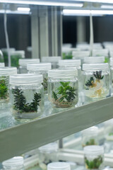 organic fresh vegetable seeding are growing in the bottle, cultivation and produce sapling hydroponic farm