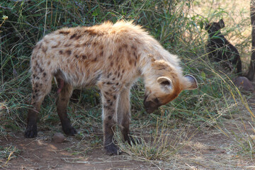 Tüpfelhyäne / Spotted hyaena / Crocuta crocuta...