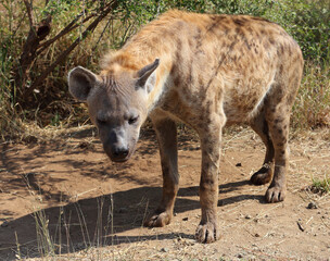 Fototapeta premium Tüpfelhyäne / Spotted hyaena / Crocuta crocuta