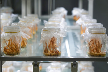 Ophiocordyceps sinensis, Cordyceps militaris in Glass bottles within light and temperature control room. Chinese medicine.