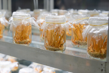Ophiocordyceps sinensis, Cordyceps militaris in Glass bottles within light and temperature control room. Chinese medicine.