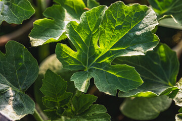oung water melon, Ready to plant. The concept of harvest, gardening, home garden