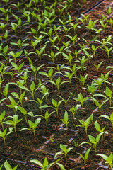 Pepper plantlets in peat tray in greenhouse macro selective focus on some shoots