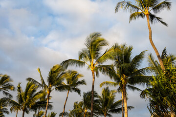 Obraz premium Topical paradise landscape of warm sunset light on palm trees and white clouds in a blue sky, as a nature background 