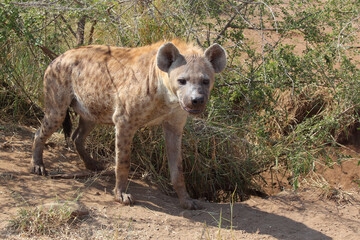 Tüpfelhyäne / Spotted hyaena / Crocuta crocuta