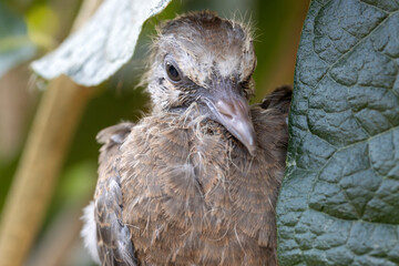A baby pigeon that fell out of its nest in a tree is cling on a branch