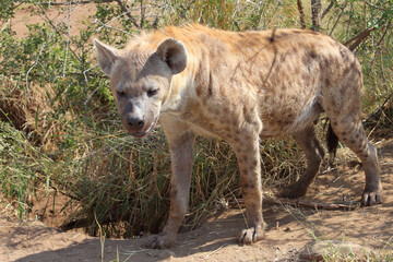 Tüpfelhyäne / Spotted hyaena / Crocuta crocuta