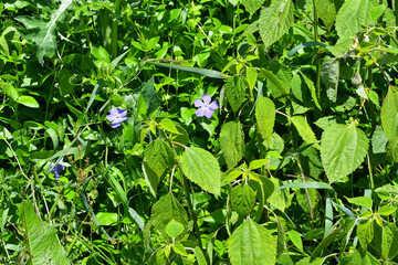 ツルニチニチソウの花
