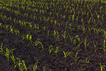 Corn grows in a vegetable garden. Corn sprouts.