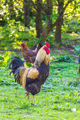 A beautiful rooster walks on the green grass in the yard