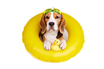 Beagle dog in an inflatable floating circle on a white isolated background. Summer holidays. 