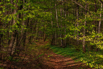 Beautiful green summer forest. Spring background, backdrop