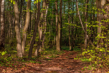 Naklejka premium Beautiful green summer forest. Spring background, backdrop