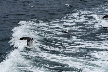 seagulls floating on the water 