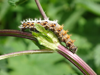 Comma butterfly (Polygonia c-album) caterpillar on a nettle plant stem
