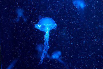 jellyfish in the night, jellyfish in the water