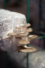 Oyster mushrooms - Pleurotus ostreatus growing in a greenhouse for mushrooms.