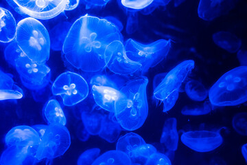 jellyfish in the night, jellyfish in the water