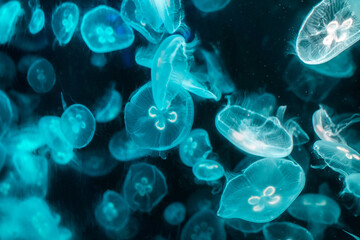 jellyfish in the night, jellyfish in the water