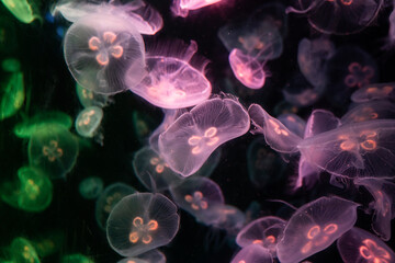 jellyfish in the night, jellyfish in the water