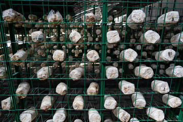 是否
Oyster mushrooms - Pleurotus ostreatus growing in a greenhouse for mushrooms.