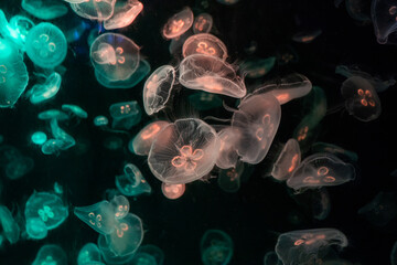 jellyfish in the night, jellyfish in the water