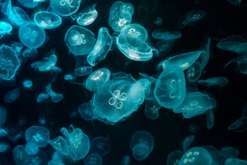jellyfish in the night, jellyfish in the water