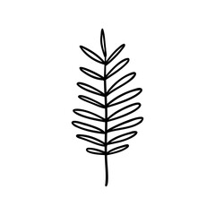 Fototapeta premium Drawing of Tamarind Leaves